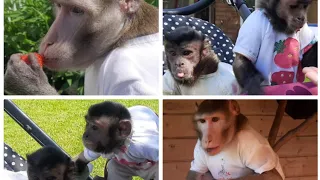 Федя, Ульяна и Милана на прогулке/домашние обезьянки #обезьяна #monkey #petmonkey