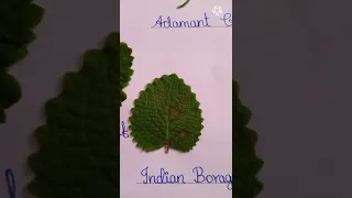 Names of Leaves... Part - 2