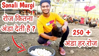 Sonali Poultry Farm & Egg Production - How to get 250 + eggs from 5,00 Sonali Chicken, Poultry Wala,