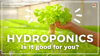 Facts to know before starting commercial hydroponics & hydroponic farming at home