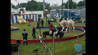 Camel FALLS at circus in front of stunned crowd!