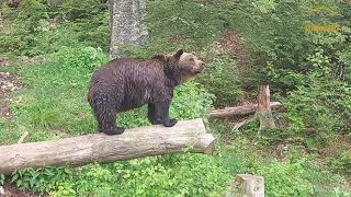 Vukovi i Medvjed zajedno kraj bazena