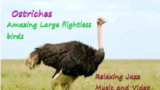 Ostriches || Amazing Large flightless birds || Enjoy Relaxing Jazz Music 🎷🎺🎵 and video ||#ostrich