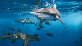 Incredible Footage of Sharks Leaping Out the Water |#sharks