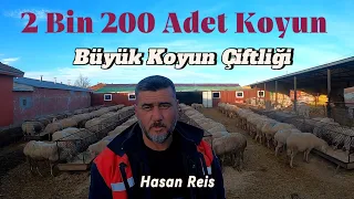 2 Bin 200 Adet Koyun ile Bölgenin En Büyük Koyun Çiftliği - Hasan Reis #hayvancılık #çiftlik #koyun