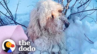Dog Found In Freezing Snow Loves Lying By Fireplace Now | The Dodo
