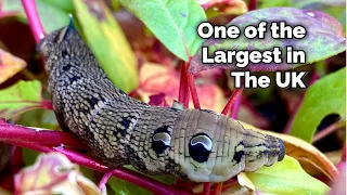 The Elephant Hawk-moth Caterpillar - One of The Largest In The UK