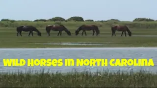 Wild Horses and a Lighthouse, 2003 Southern Trip