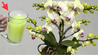 Easy and Magical Way to Make So Many Orchids Bloom Unbelievably