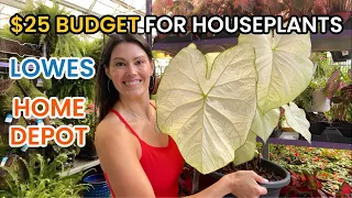 $25 BUDGET For Houseplants At Home Depot & Lowe's - Big Box Plant Shopping and Plant Haul