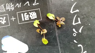 【園藝539】12月31日(六)成功繁殖出三株小睡蓮苗！