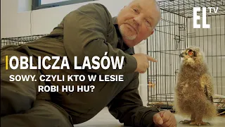 Sowy. Czyli kto w lesie robi HU HU? | OBLICZA LASÓW #153