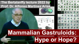 Mammalian Gastruloids: Hype or Hope? -  Bertalanffy lecture