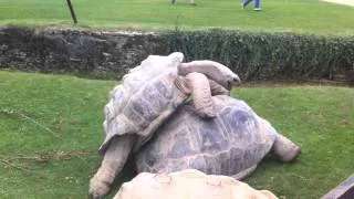 Frisky giant tortoise, make sure the sound is on :)