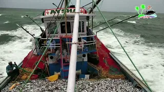 Fishing Day | Full Fishing | Bangda  Chaman and Tarli Fishes | catching a fishes in Deep arabian sea