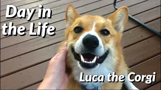 DAY IN THE LIFE OF A CORGI || WHAT OWNING A CORGI IS REALLY LIKE