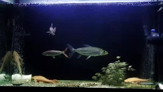 goliath tiger fish and vittatus tiger fish