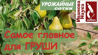 Для большого и вкусного урожая! Оздоровление сада от ржавчины.