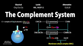 The Complement System, Animation