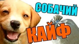 Собачий﻿ кайф с мешком сена. Жесть Аварийная ситуация. 18+ Слабонервным не смотреть