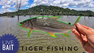 Fishing with Huge Live Baits for Cannibal Fish Part 1  (it actually worked)