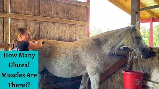 Sea’s Gluteal Muscles Horse Massage Part 4