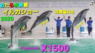Panasonicデジタル4Kビデオカメラ  小樽水族館 イルカショー🐬   Panasonic HC-X1500撮影映像