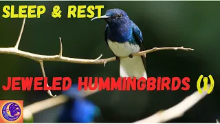 Sleep Music: Hummingbirds - Jeweled Messengers of the Skies (Part 1)