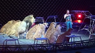 Ringling Brother's Big Cats (Tigers and Lions) show