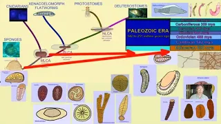 fossil invertebrates: worms & mollusks