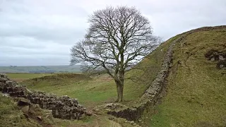 Hadrian's Wall and the Sycamore Gap Walk, English Countryside 4K