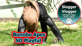 Watch: Bonobos Are The Most Fun-loving Primates!