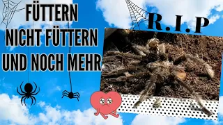 Das nächste Füttern | Next feeding