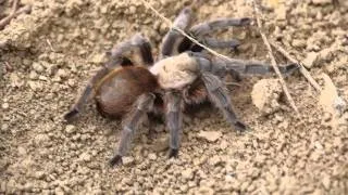 Tarantula and Frog