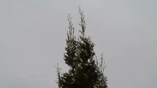 Snowy Small Cedar