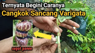 Cara Mudah Cangkok Bonsai Sancang Varigata Cepat Keluar Akar