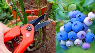 🟣Pruning Blueberry in a Pot - Rejuvenates Plants