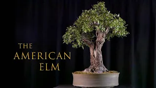 The American Elm: A Naturalistic Legacy