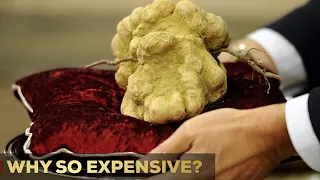 Why Are Truffles So Expensive? | 5 Reasons | So Expensive.