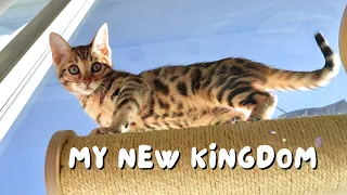 Our curious Bengal kitten explores her new home | Ep 2