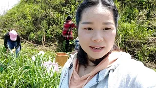 秋子和媽媽徒步兩小時進山采蕨菜，發現了壹窩甜筍，把秋子樂壞了