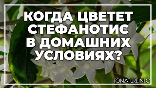 Когда цветет стефанотис в домашних условиях? | toNature.Info