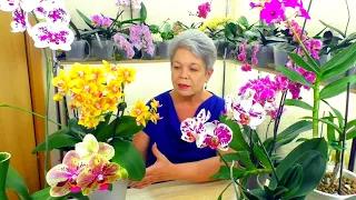 Orchids will not die, but will grow and bloom if these recommendations are followed after purchase.