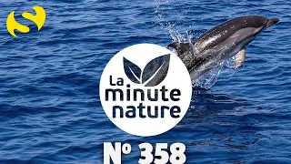 DAUPHINS ET BALEINES EN MÉDITERRANÉE ! (No 358)