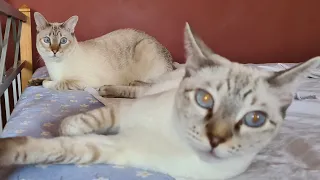 Mićo looks a lot like his mother, Lea! | Two Lynx point Siamese cats hanging out