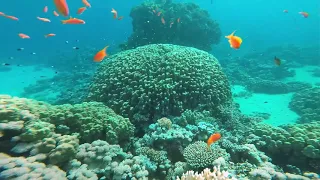Sharm El Sheih Diving With GoPro 2018 in Red Sea