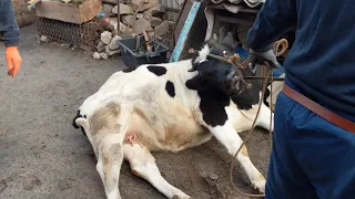 Schnelle Schlachtung eines Bullen/Fast slaughter of a Bull  /ЗАБОЙ КРС