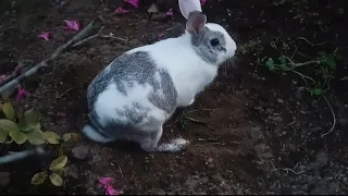 Cute bunny Searching for wild food | Funny rabbit Funny animal videoes #animals #shortvideo #rabbit