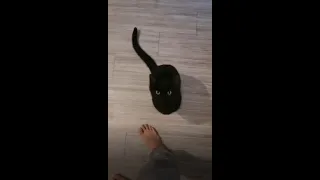 adorable kitten meowing asking for food