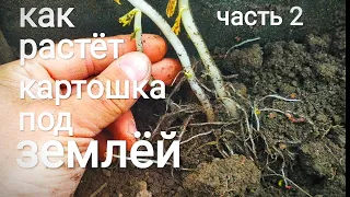 Как растёт картошка под землёй.Часть2.